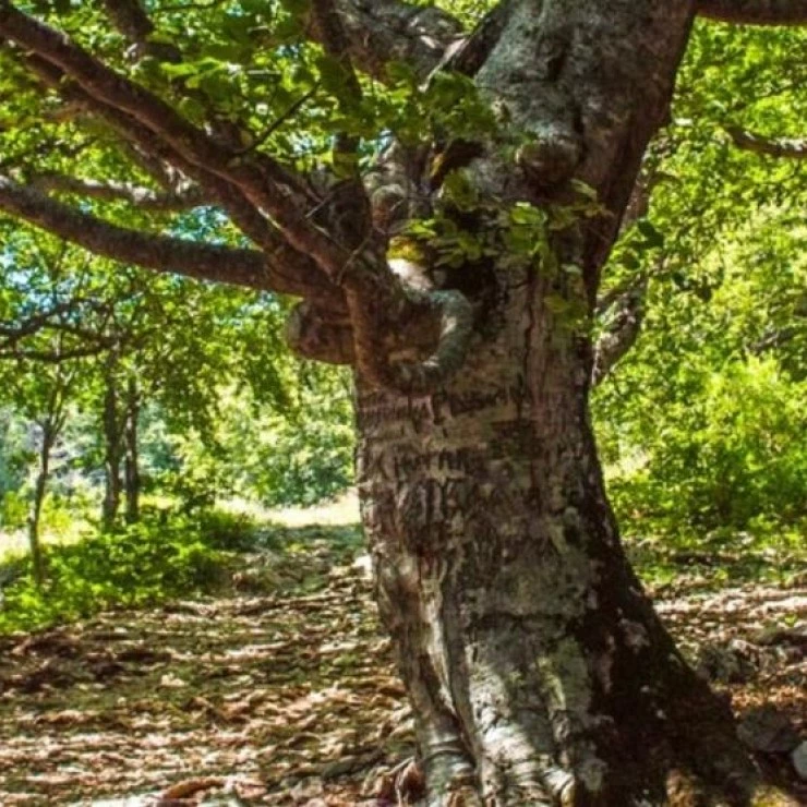 La impresionante ruta por un bosque mágico de árboles milenarios en Zamora