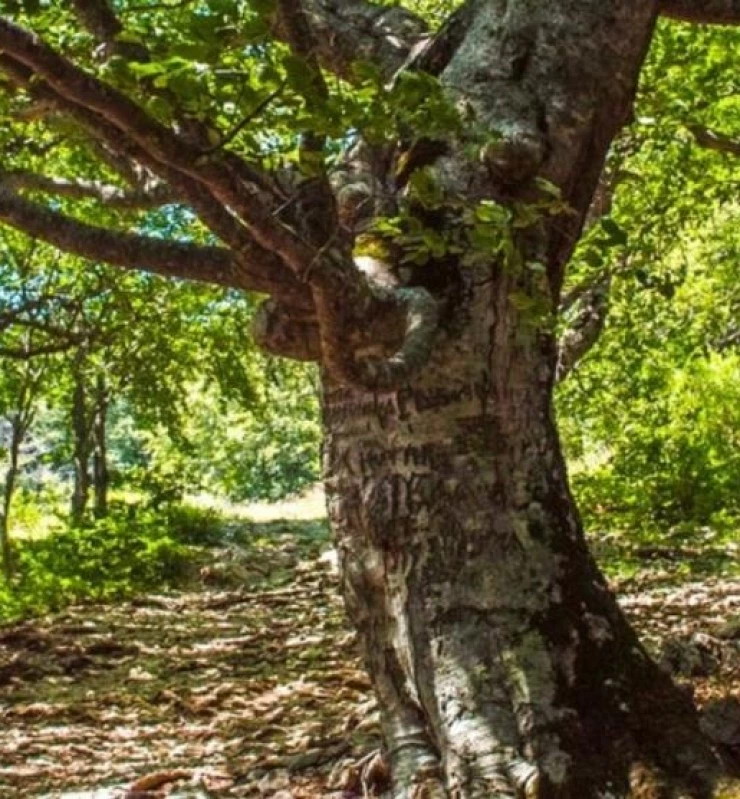 La impresionante ruta por un bosque mágico de árboles milenarios en Zamora